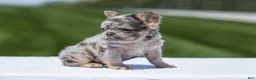 French Bulldog dogs for sale: Jewel - Ad 3