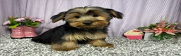 Yorkshire Terrier dogs for sale: Yorkshire Terrier 2 - Ad 3