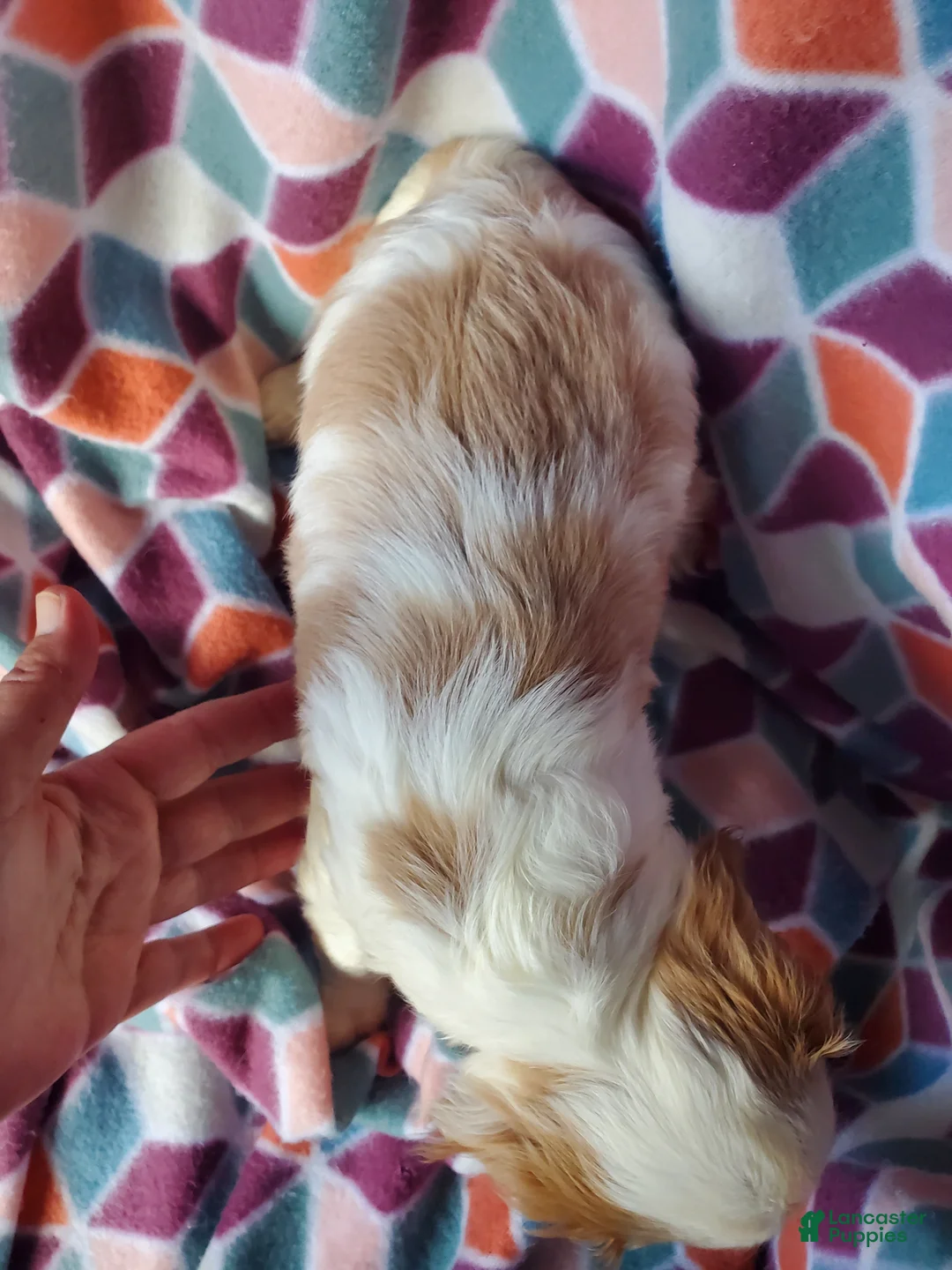 Cavachon dogs for sale: Dutton - Ad 5