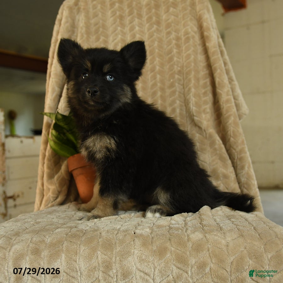 Pomsky dogs Zella - Ad 2