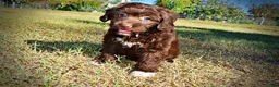Havapoo dogs for sale: Precious - Ad 10