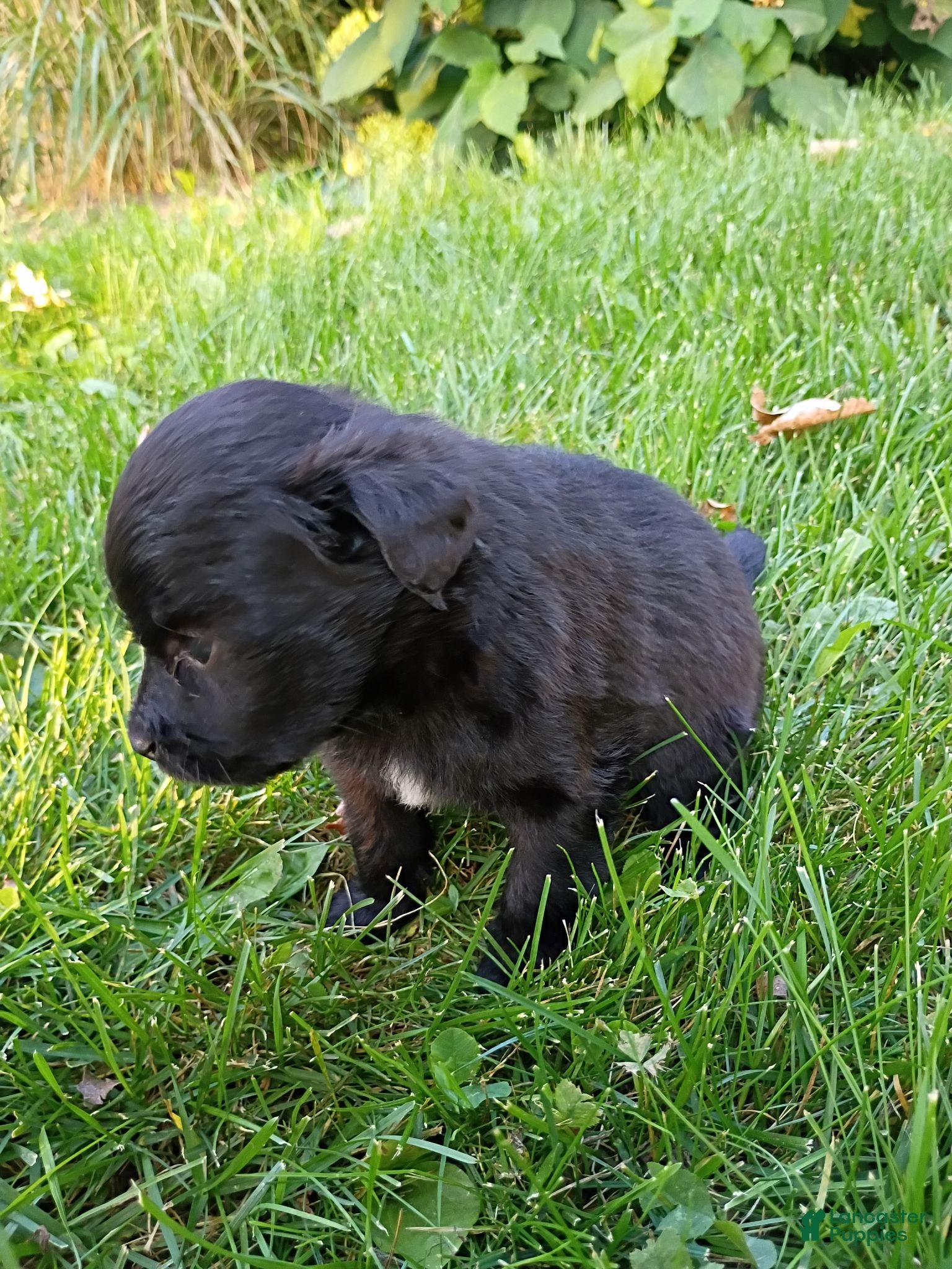 Mini Aussiedoodle dogs Allie  - Ad 1