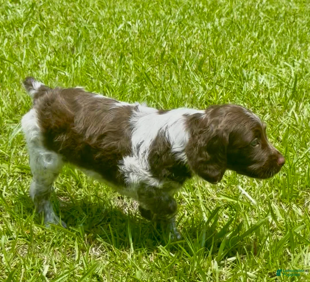 Brittany Spaniel dogs for sale: Macie - Ad 2