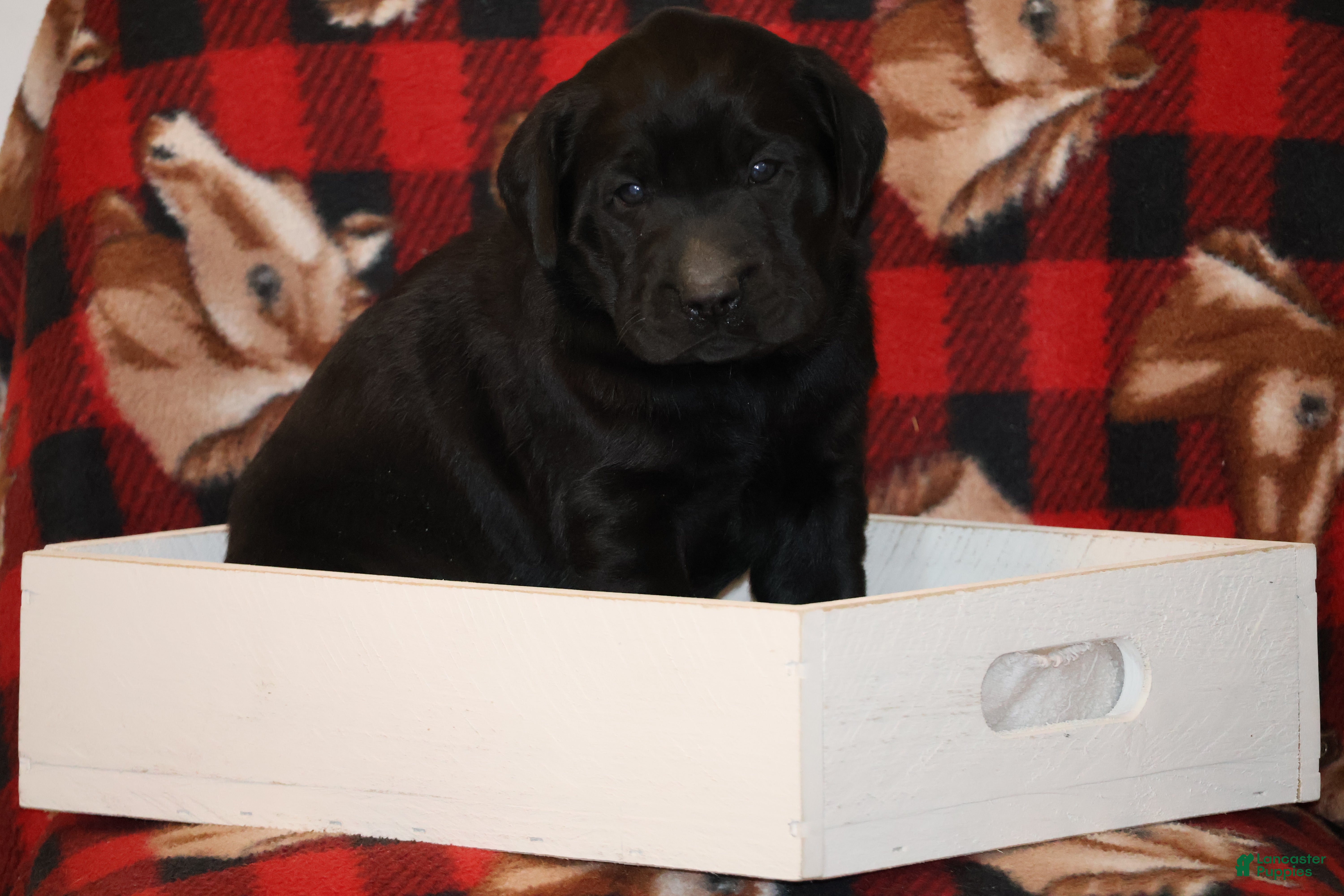 Labrador Retriever dogs Hunter  - Ad 9