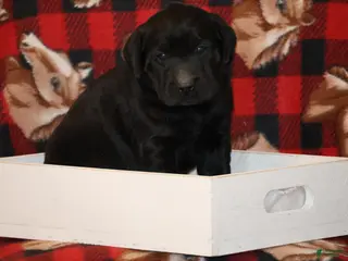 Labrador Retriever dogs Hunter - Ad 9