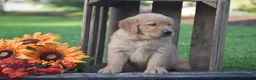 Golden Retriever dogs for sale: Percy - Ad 5