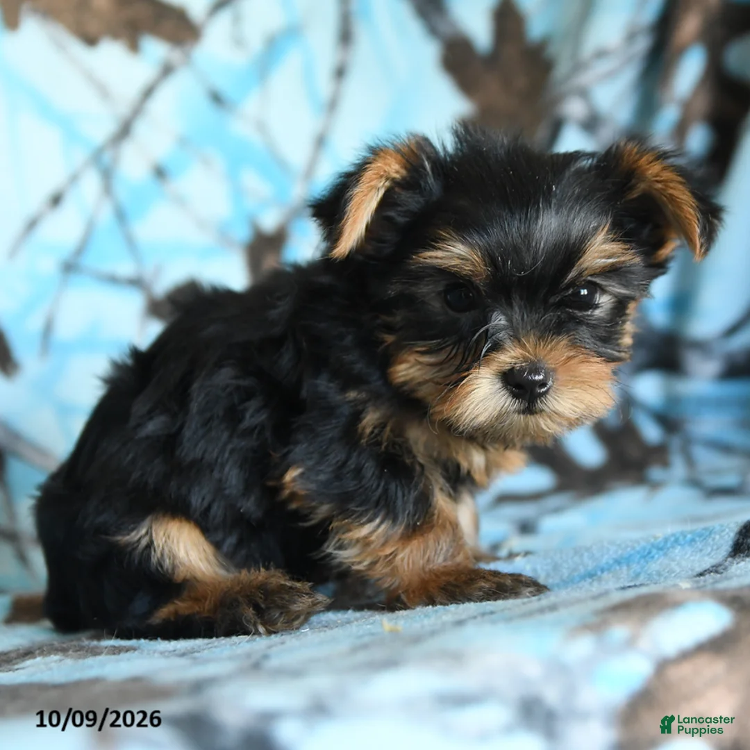 Yorkshire Terrier dogs for sale: Griffin - Ad 2