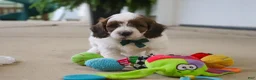 Mini Goldendoodle dogs for sale: Cooper - Ad 2