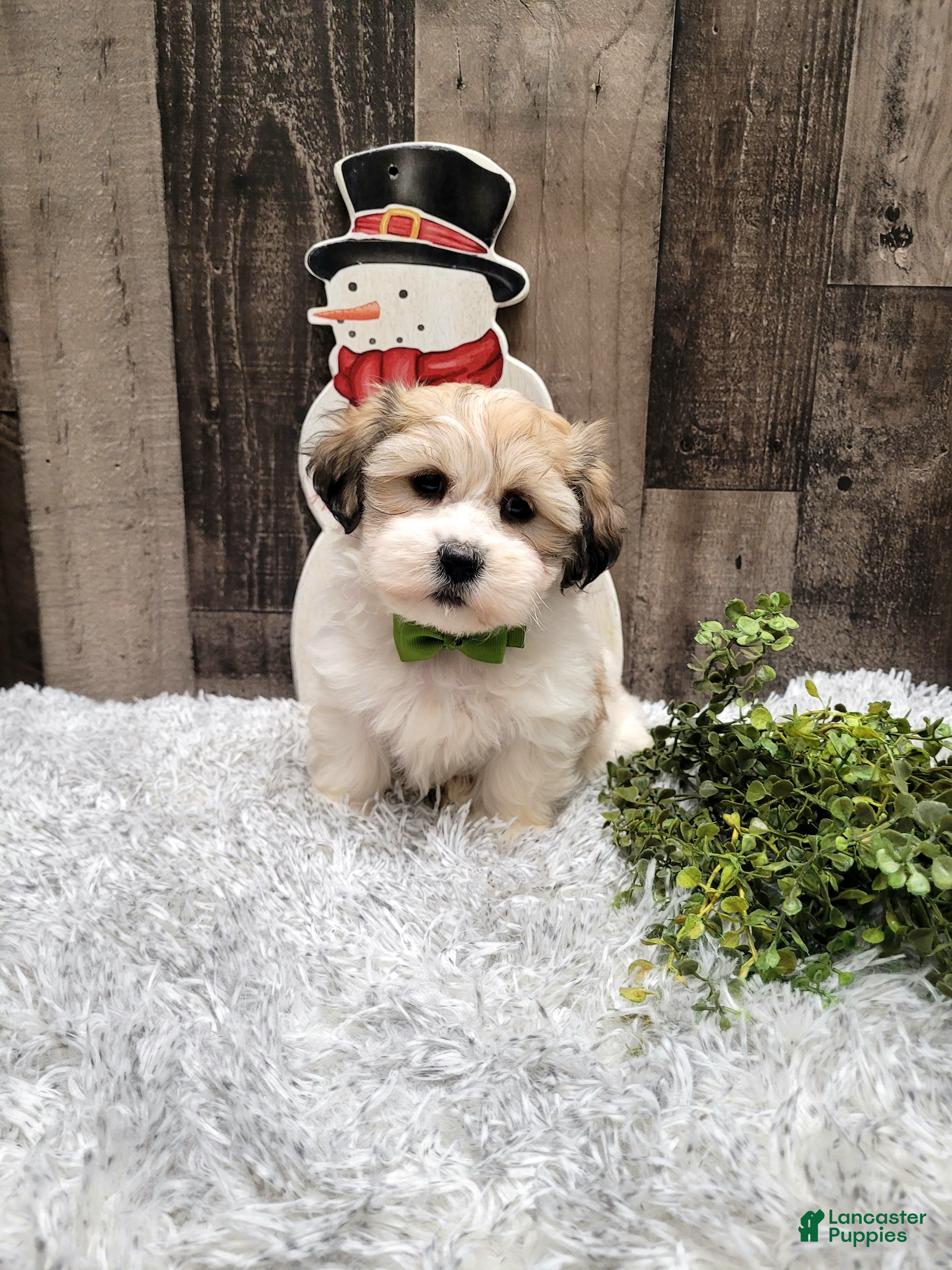 Teddy Bear dogs Waffles - Ad 15