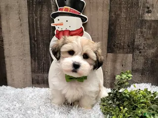 Teddy Bear dogs Waffles - Ad 17