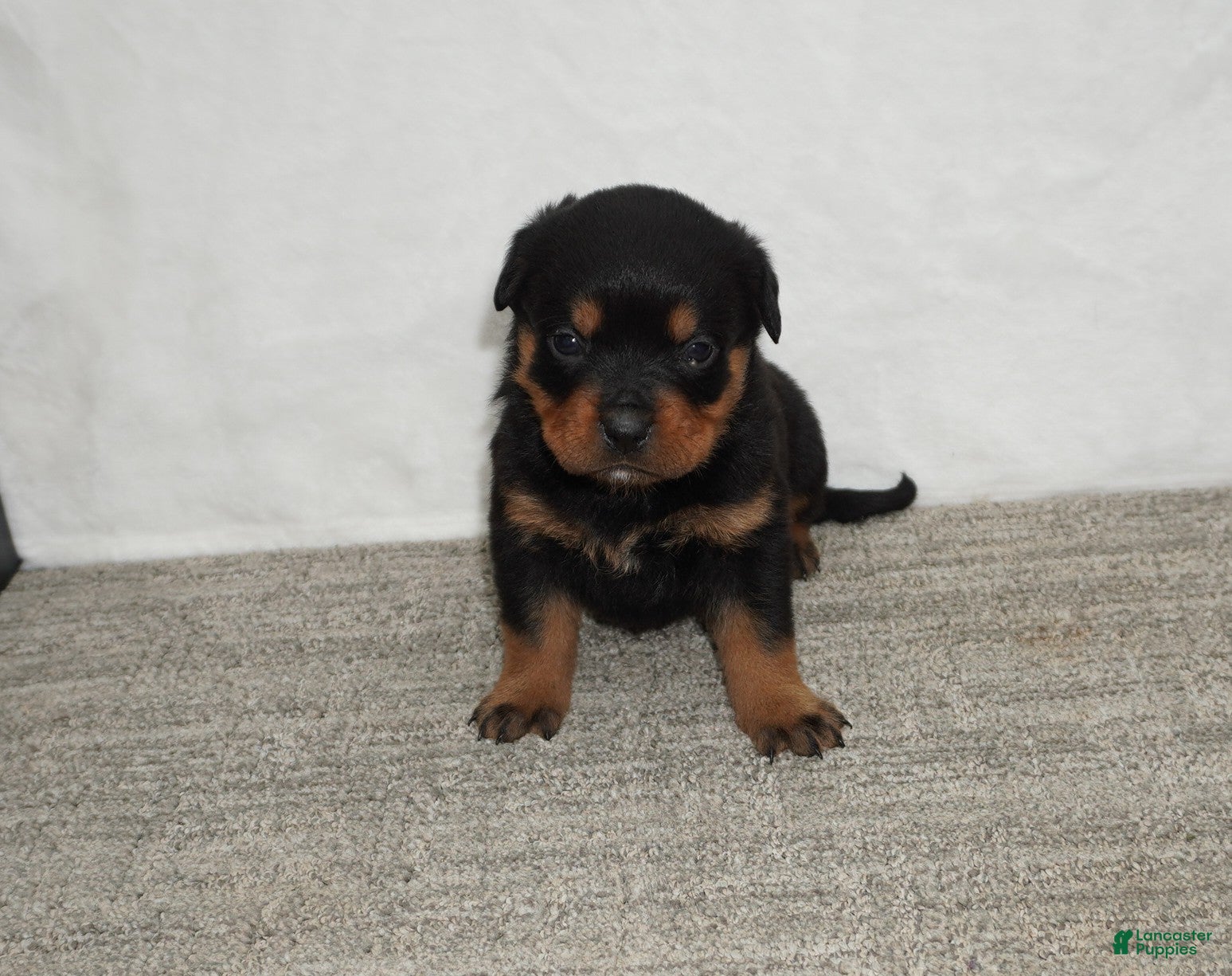 Rottweiler dogs Hadley - Ad 1