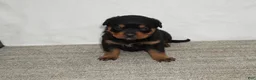 Rottweiler dogs for sale: Hadley - Ad 1