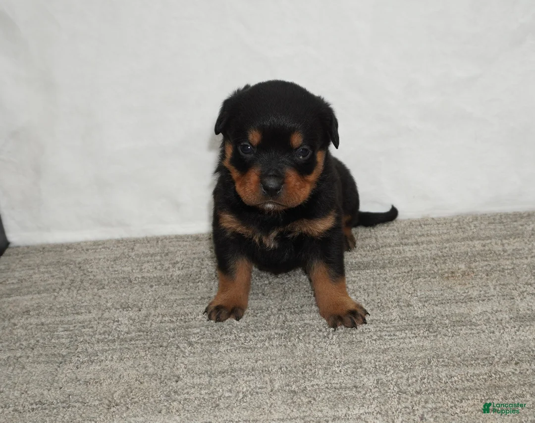 Rottweiler dogs for sale: Hadley - Ad 1