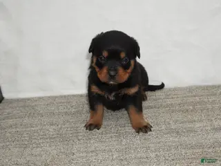 Rottweiler dogs for sale: Hadley - Ad 2