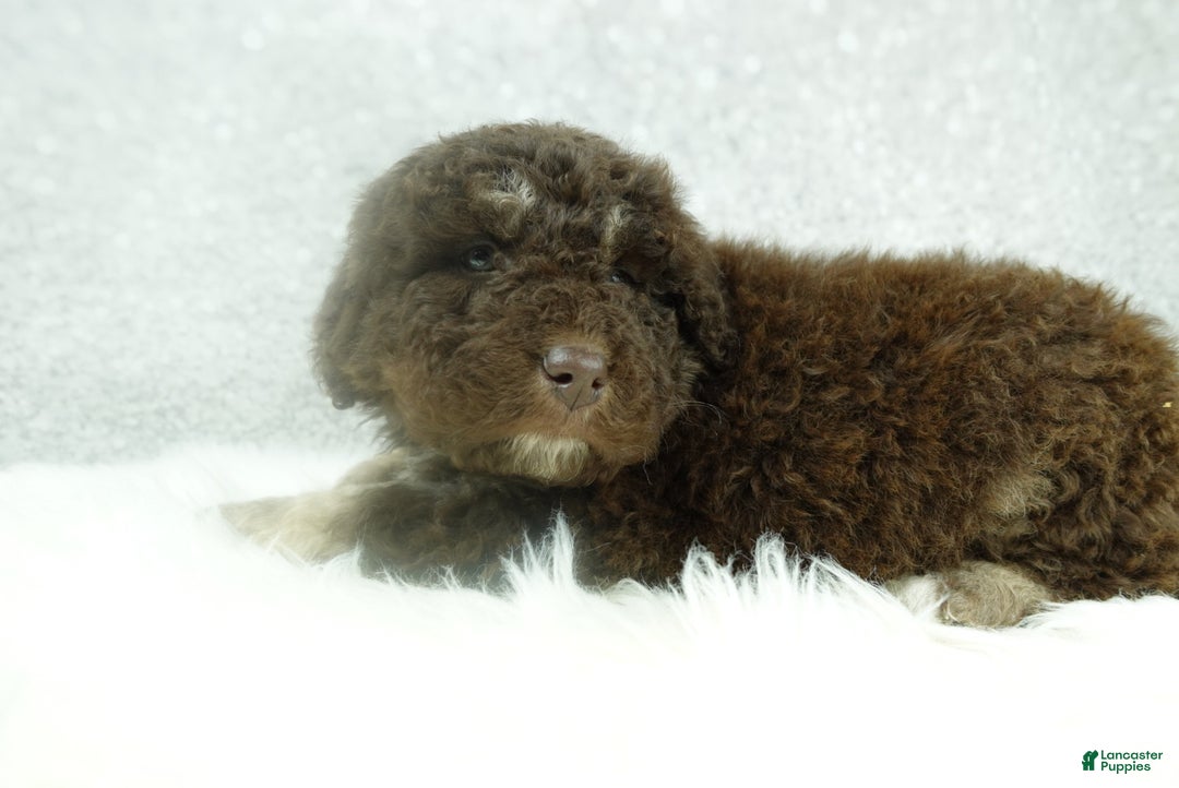 Newfypoo dogs for sale: Ranger - Ad 5