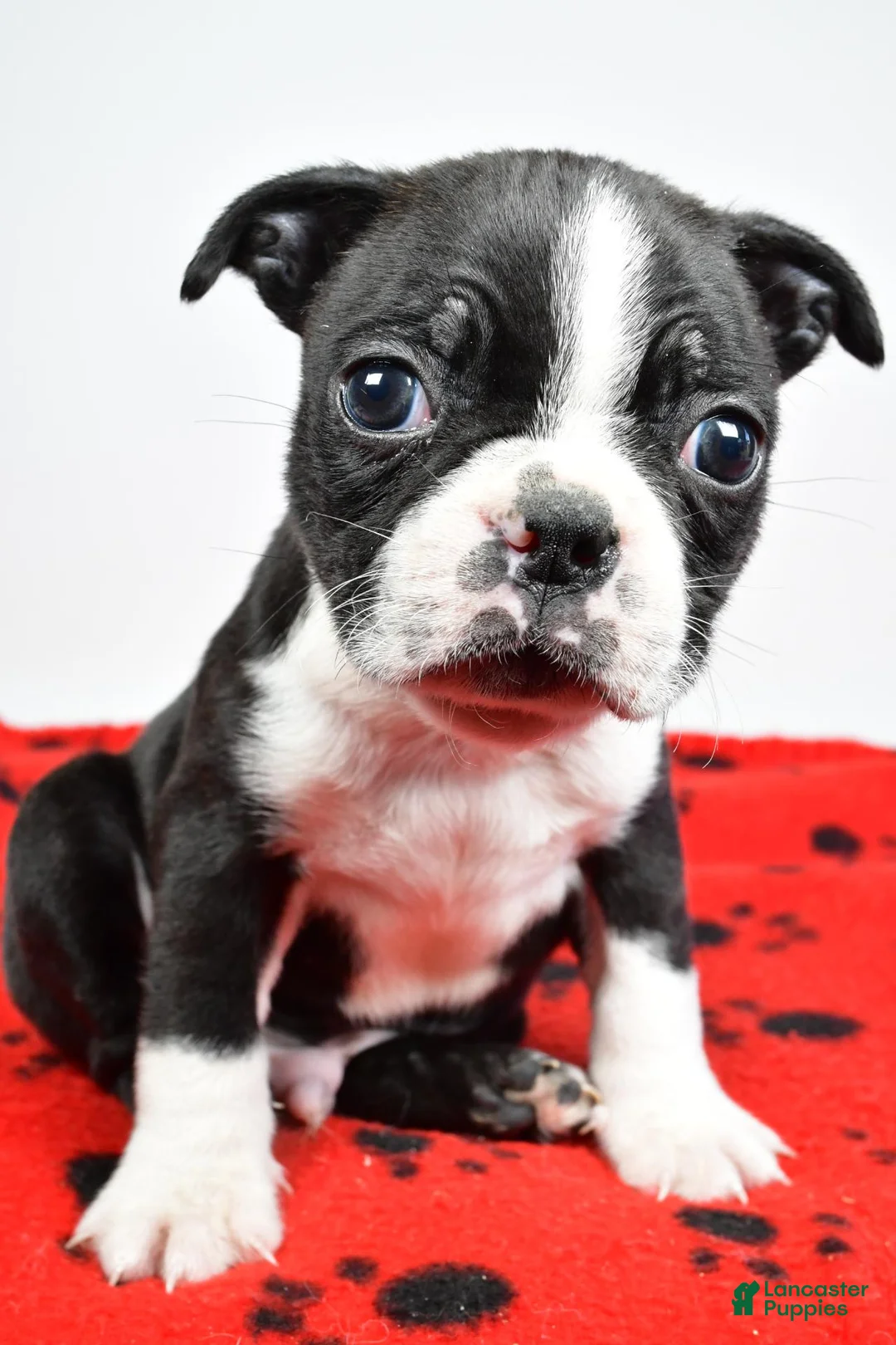 Boston Terrier dogs for sale: Piper - Ad 1
