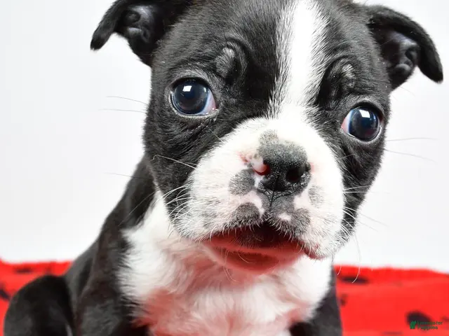 Boston Terrier dogs for sale: Piper - Ad 1