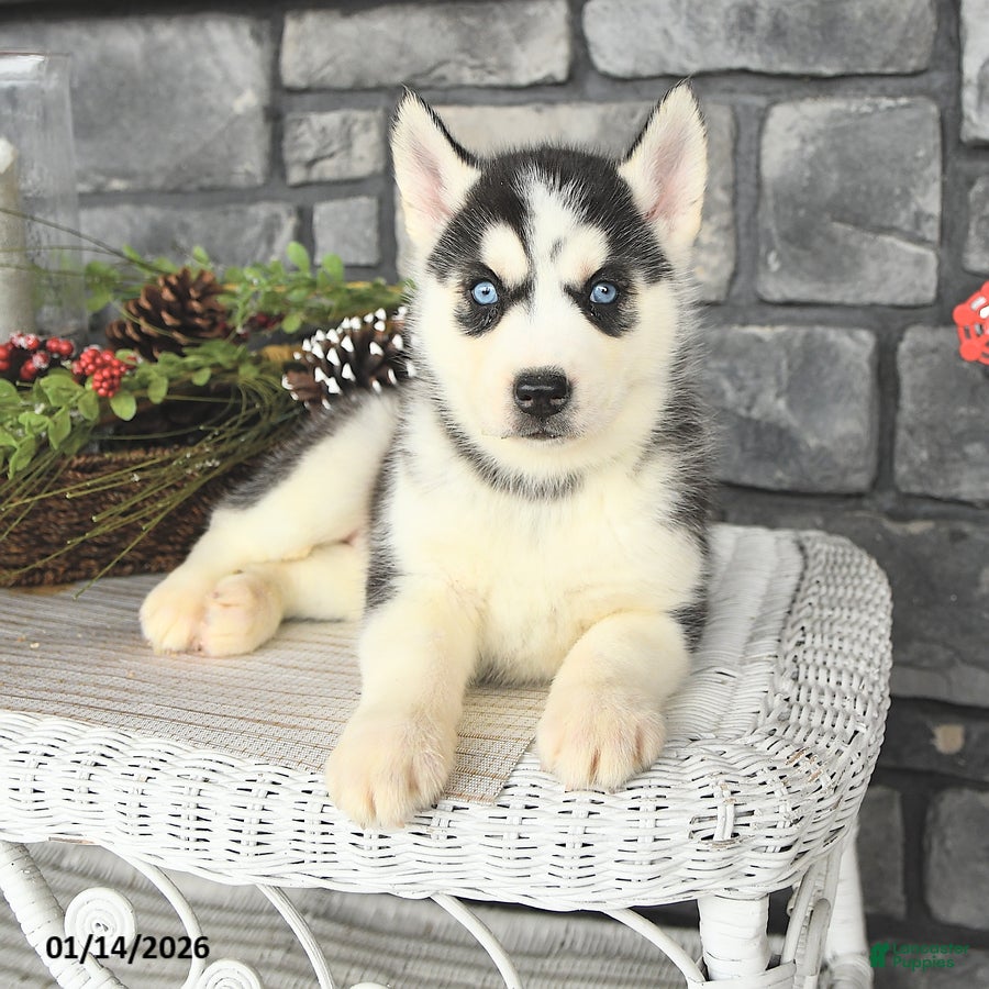 Siberian Husky dogs Gabby - Ad 16