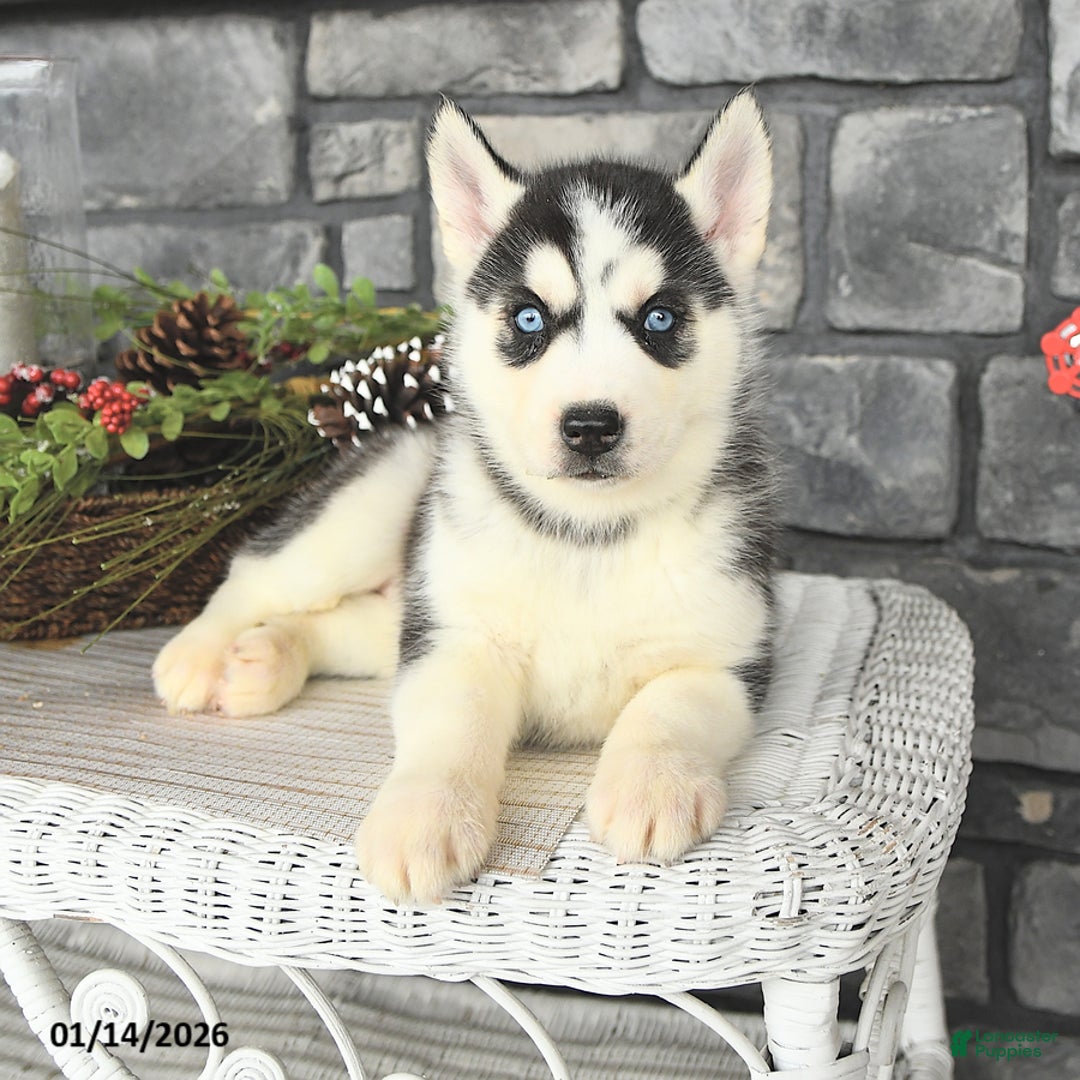 Siberian Husky dogs for sale: Gabby - Ad 1