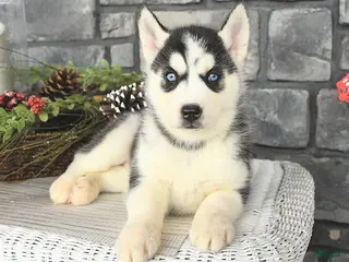 Siberian Husky dogs Gabby - Ad 20
