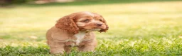 Cocker Spaniel dogs for sale: Alexa Cocker Spaniel  - Ad 7