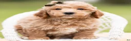 Mini Goldendoodle dogs for sale: Sprout - Ad 2