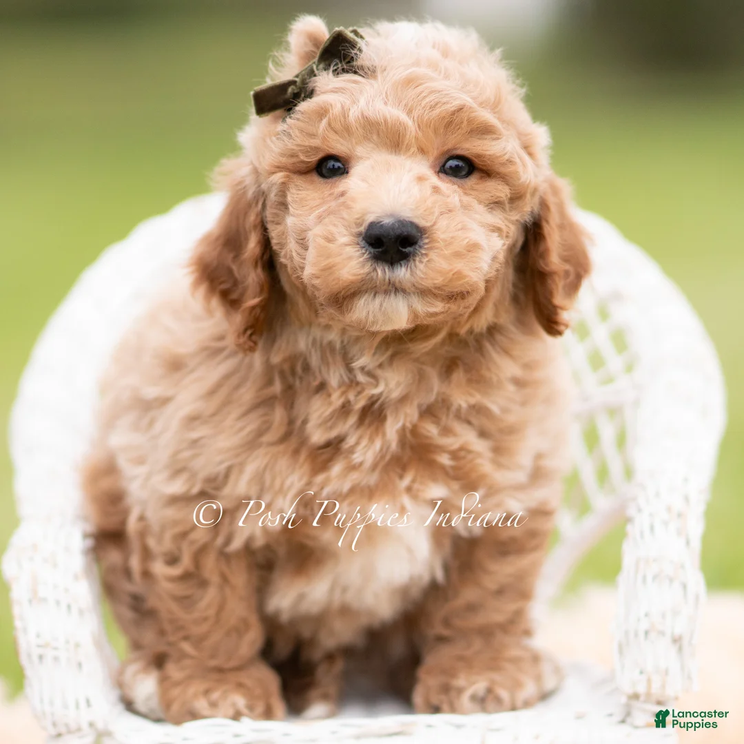 Mini Goldendoodle dogs for sale: Sprout - Ad 2
