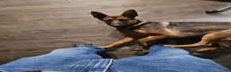 German Shepherd dogs for sale: German Shepherd Puppy 3 - Ad 2