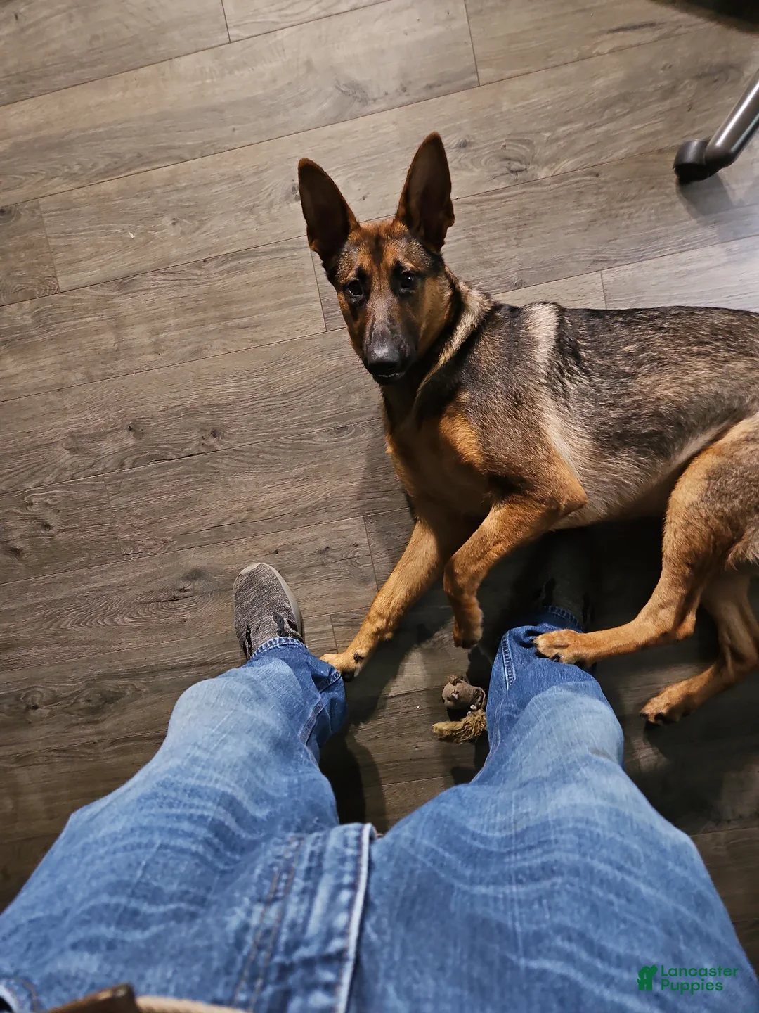 German Shepherd dogs for sale: German Shepherd Puppy 3 - Ad 2