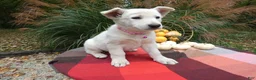 German Shepherd dogs for sale: German Shepherd 3 Whitney - Ad 4