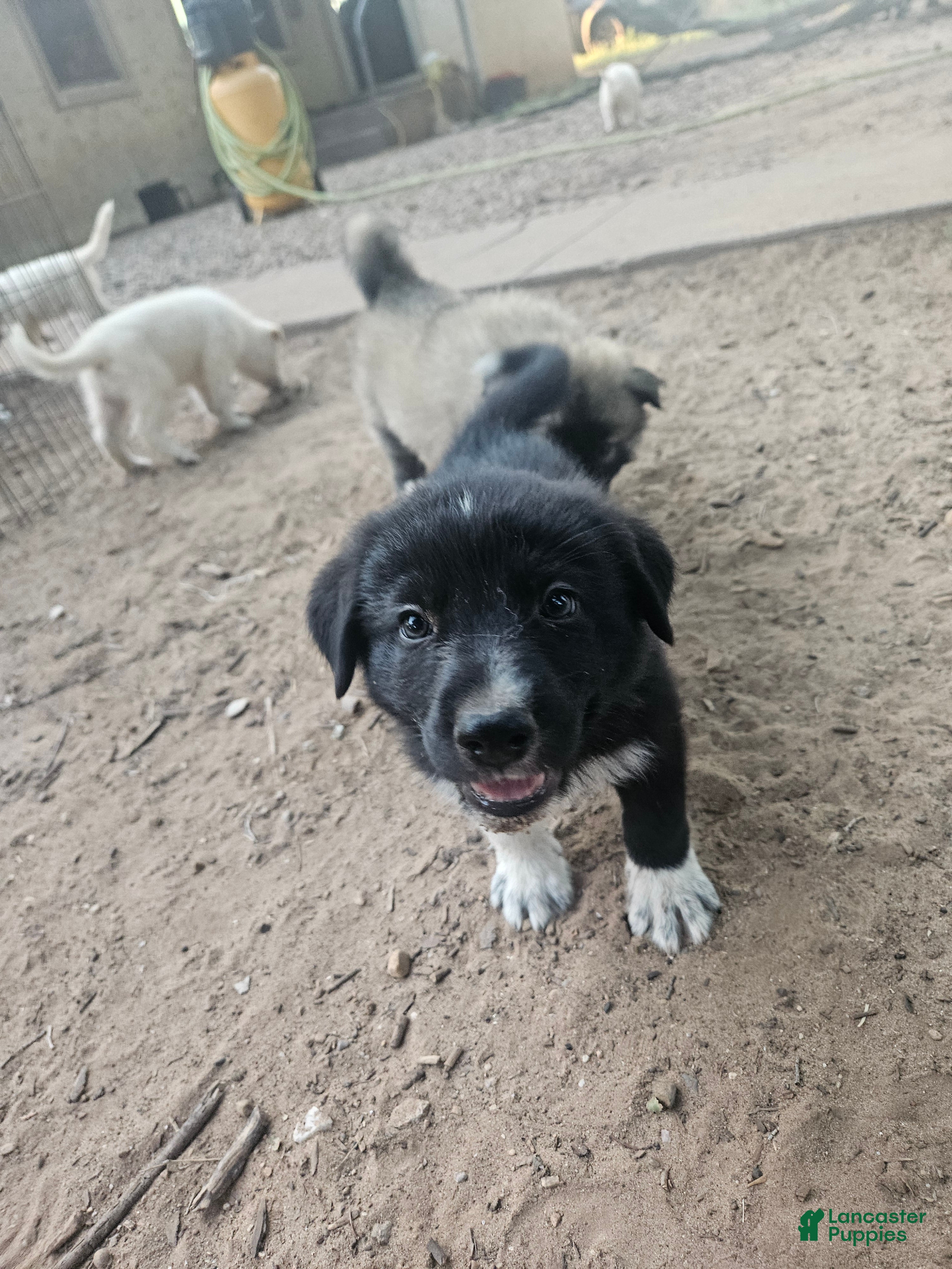 Mixed Breed dogs Mixed Breed 2 - Ad 42