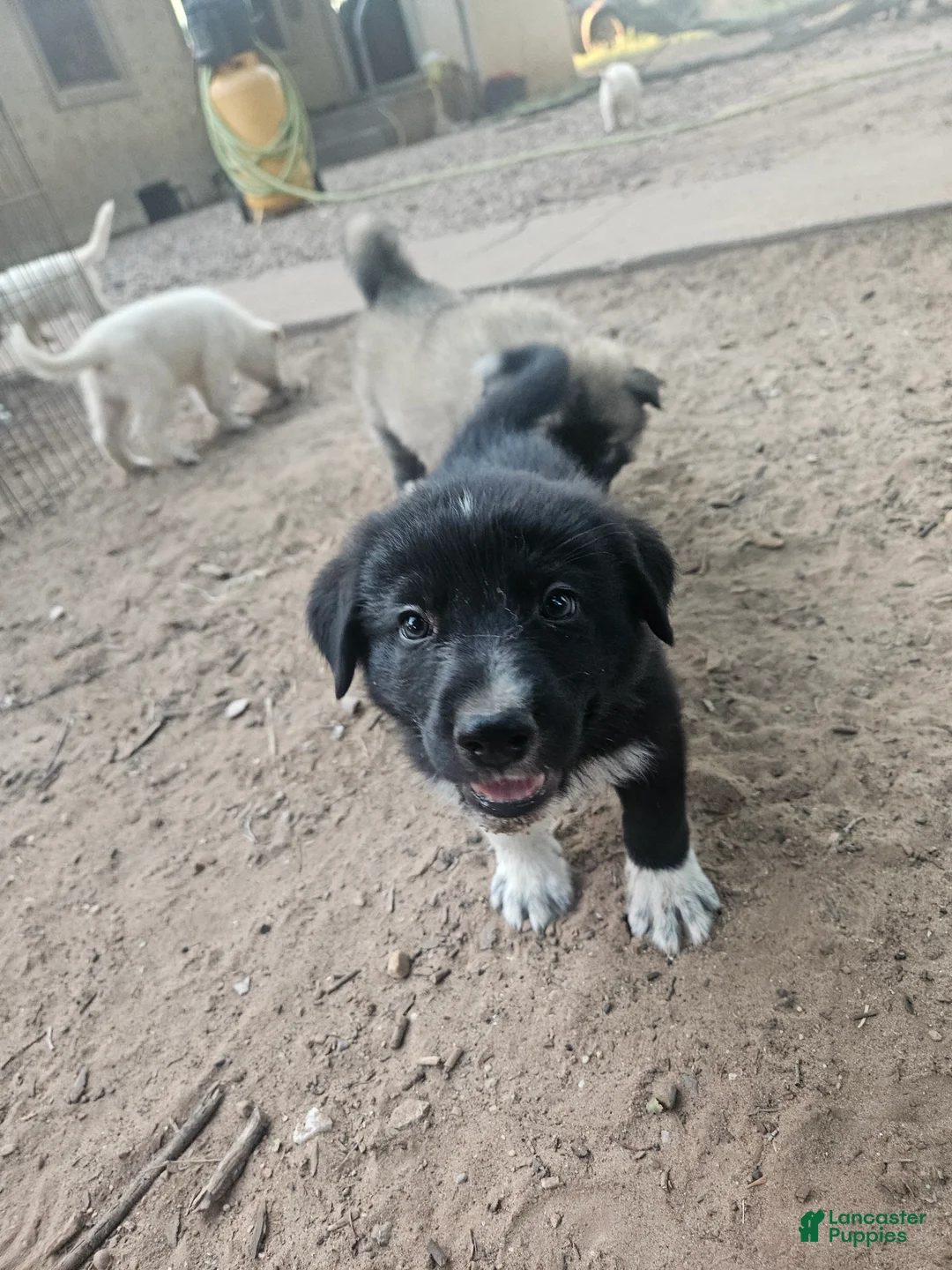 Mixed Breed dogs for sale: Mixed Breed 2 - Ad 1