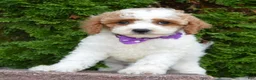 Cavapoo dogs for sale: Cora - Ad 9