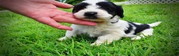 Havapoo dogs for sale: Shadow - Ad 7