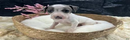 Italian Greyhound dogs for sale: Italian Greyhound 5 - Ad 5