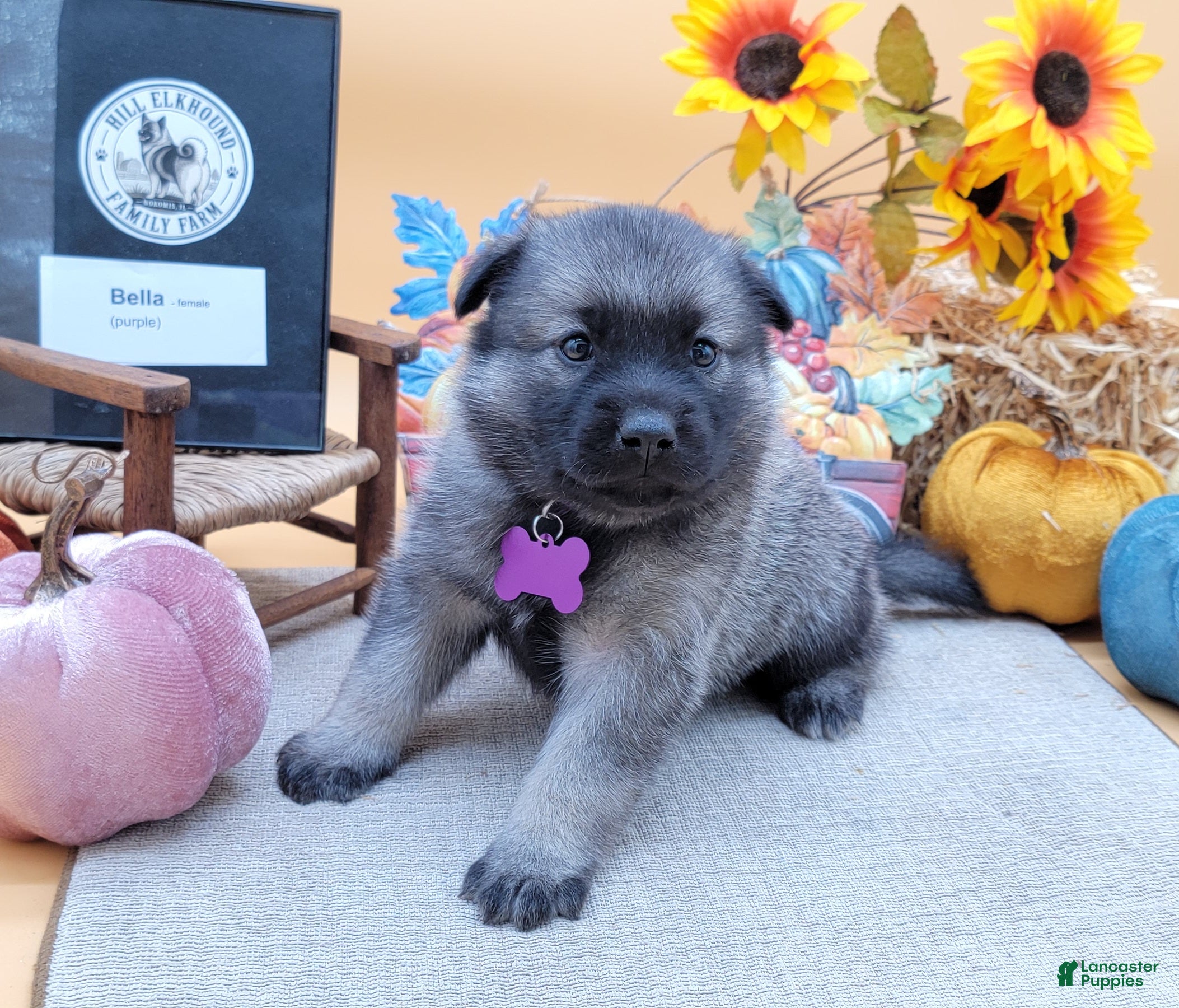 Norwegian Elkhound dogs Belle - Ad 1