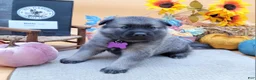 Norwegian Elkhound dogs for sale: Belle - Ad 1
