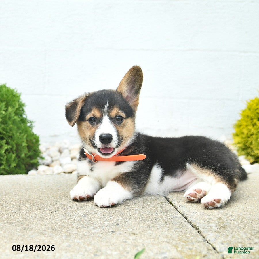 Welsh Corgi Pembroke dogs Blossom  - Ad 1