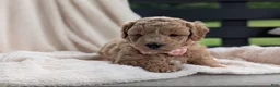 Mini Goldendoodle dogs for sale: Lucy - Ad 9