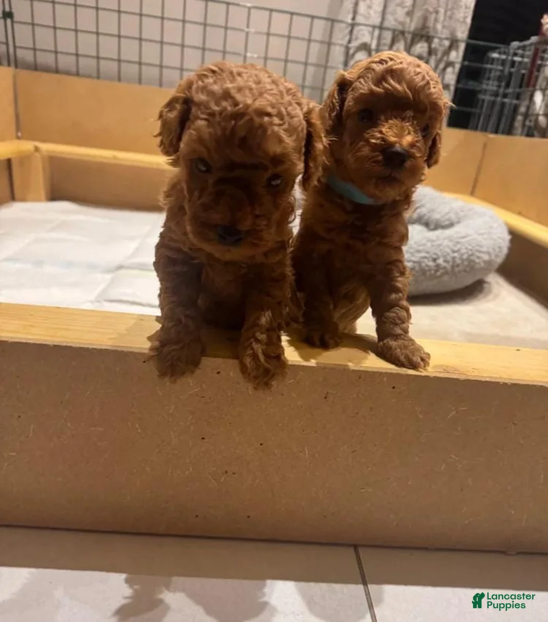 Maltipoo dogs for sale: Maya - Ad 15