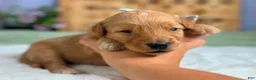 Goldendoodle dogs for sale: Wendell - Ad 3