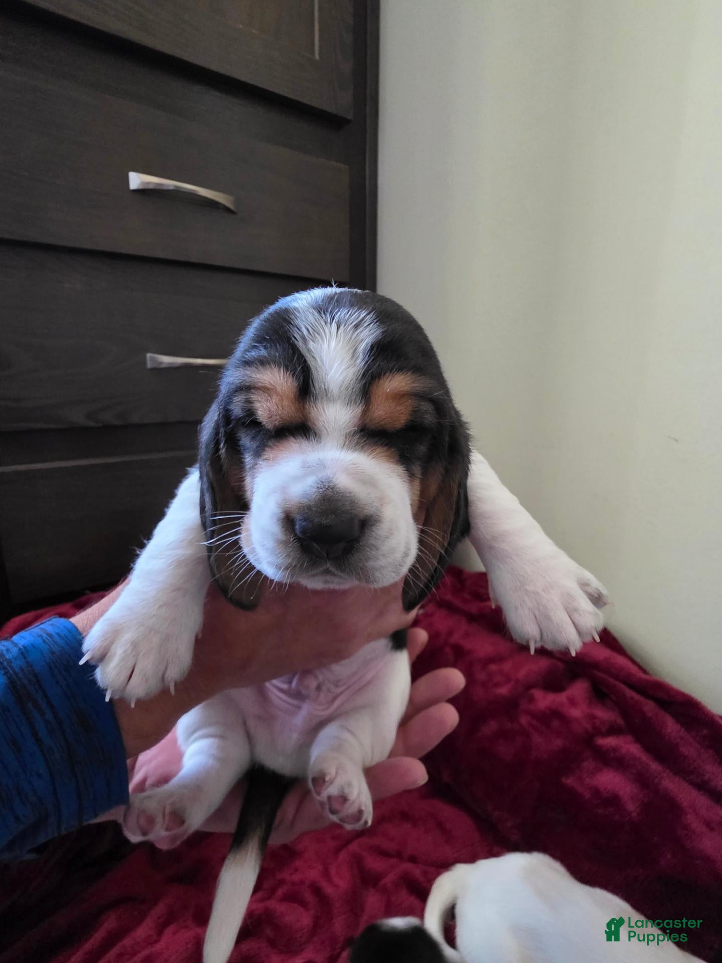 Basset Hound dogs for sale: Basset Hound 3 - Ad 34