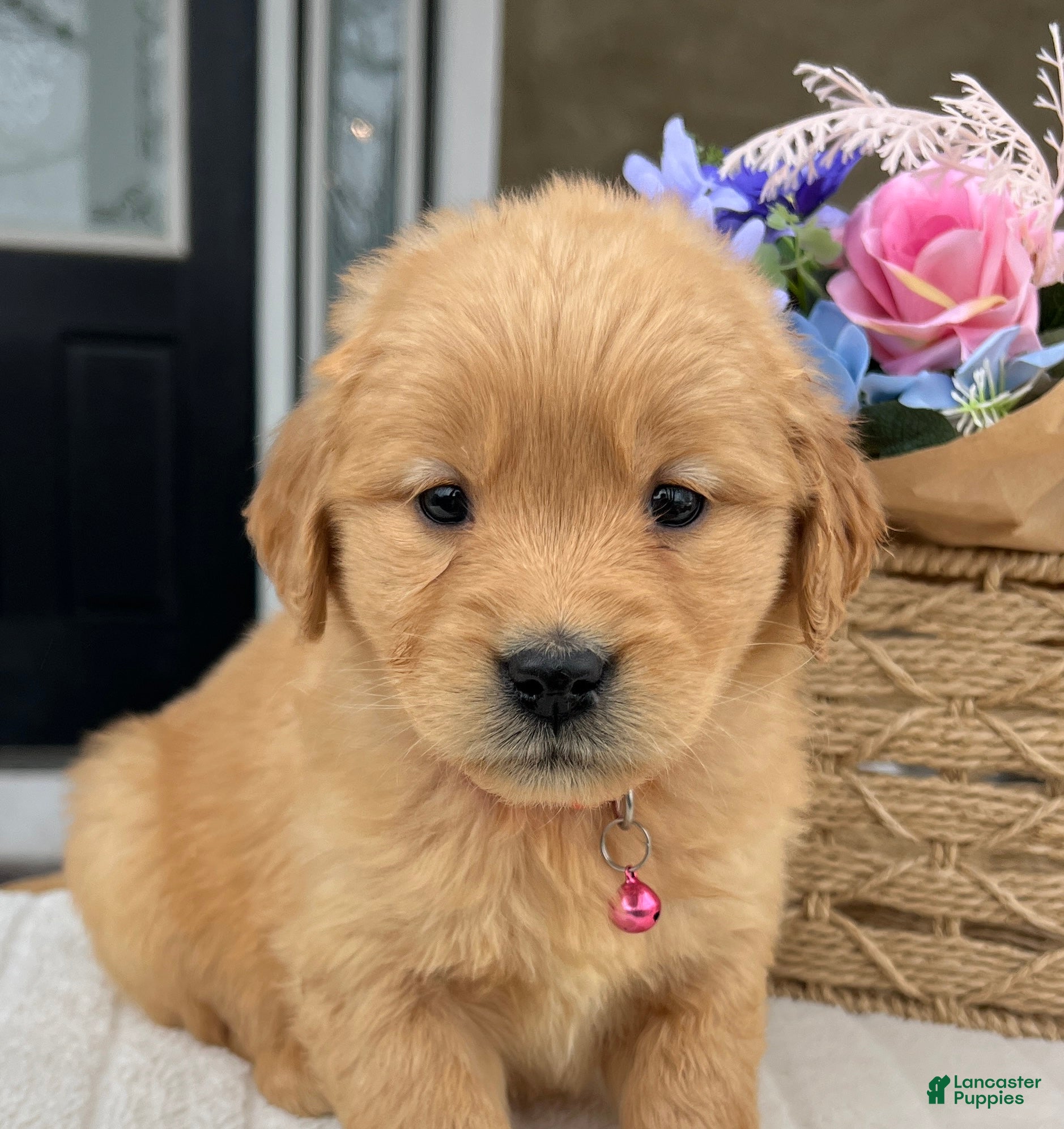 Golden Retriever dogs Diva - Ad 1