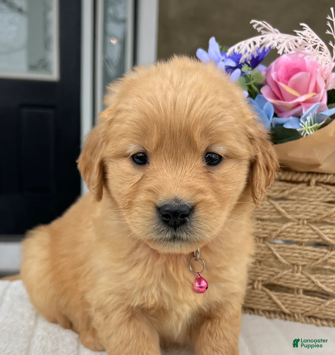 Golden Retriever dogs for sale: Diva - Ad 1
