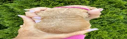 Goldendoodle dogs for sale: Magenta - Ad 3