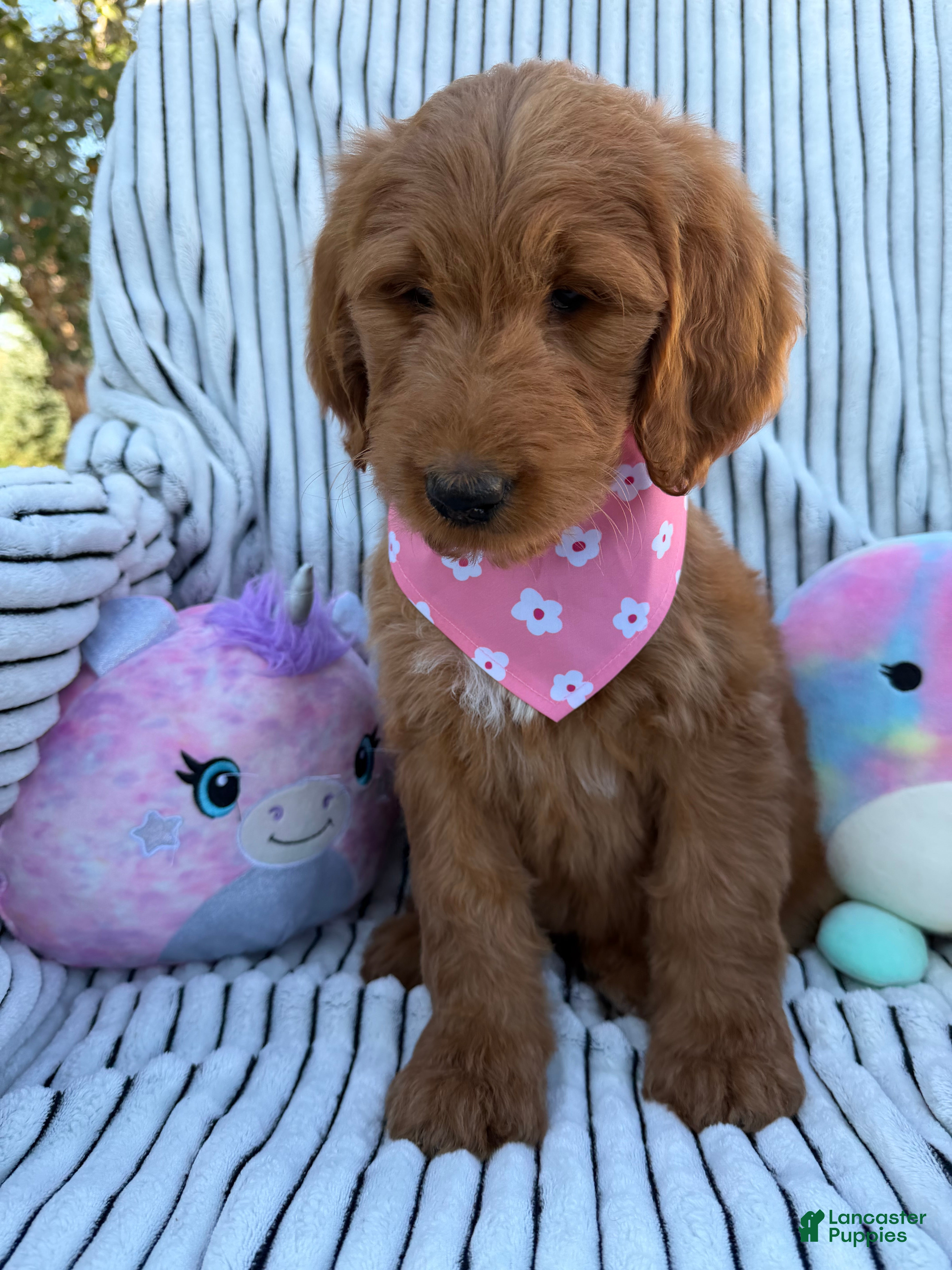 Goldendoodle dogs PENNY  - Ad 2