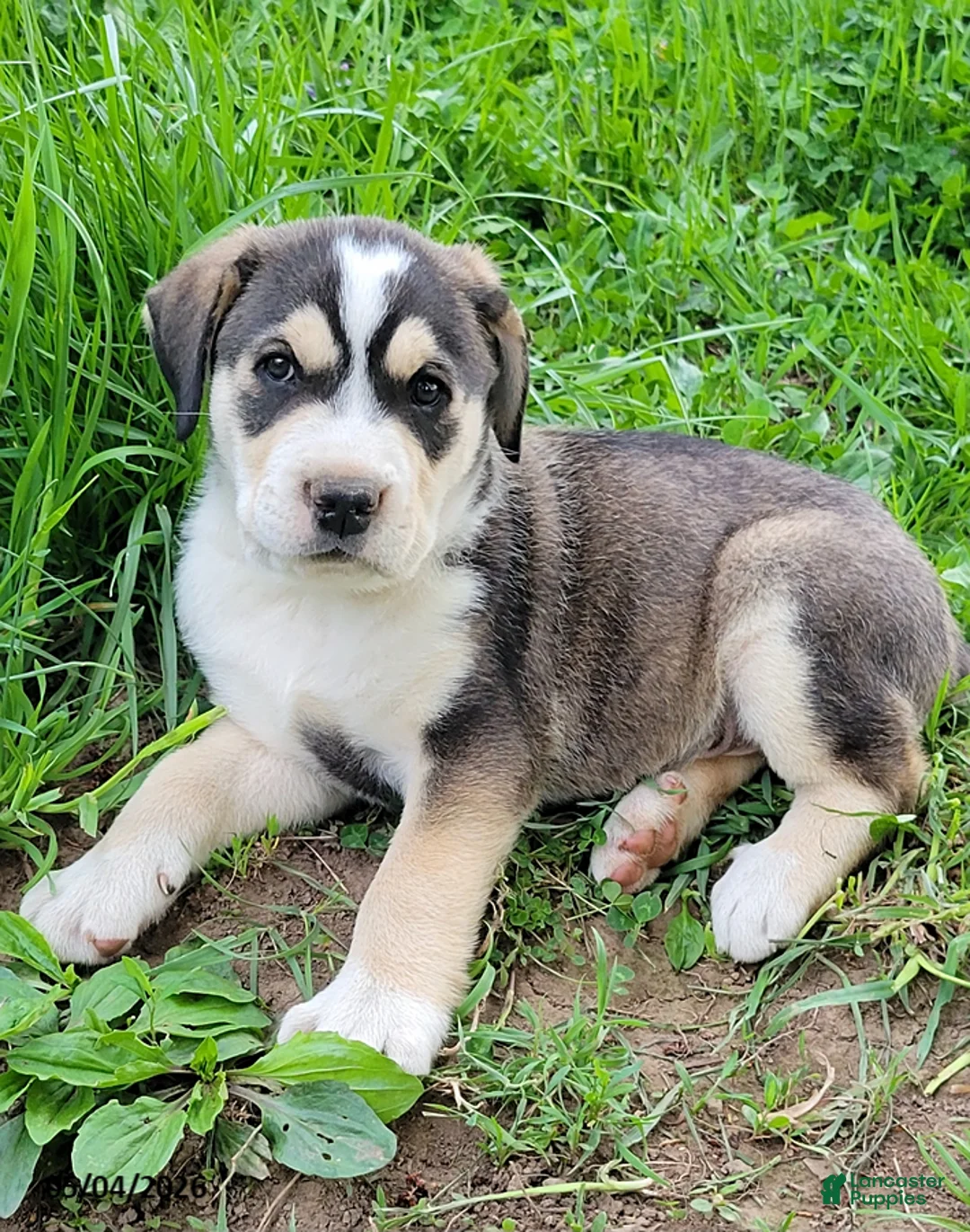 Mixed Breed dogs for sale: Jake - Ad 1