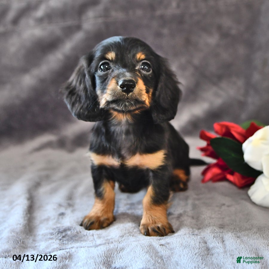 Miniature Dachshund dogs Coco  - Ad 2