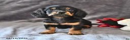 Miniature Dachshund dogs for sale: Coco  - Ad 2