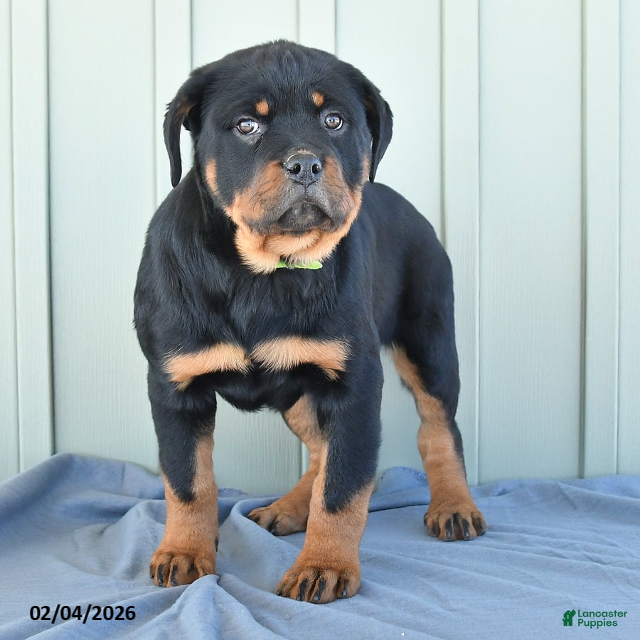 Rottweiler dogs Tulip - Ad 2